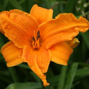Hemerocallis Burning daylight