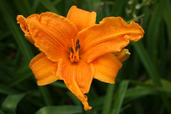 Hemerocallis Burning daylight