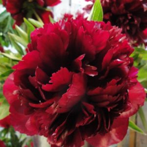 Paeonia  Burst of Joy