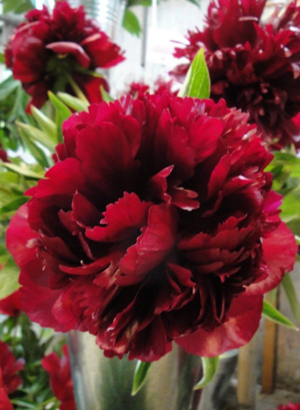 Paeonia  Burst of Joy