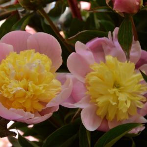 Paeonia  Butter Bowl