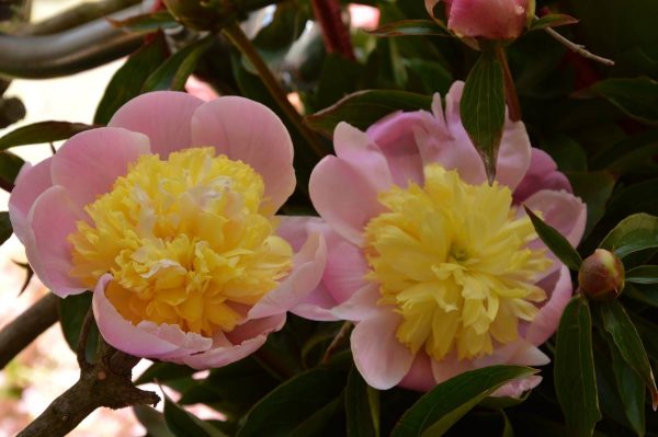 Paeonia  Butter Bowl
