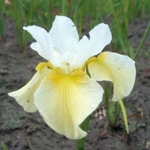 Iris sibirica Butter and Sugar
