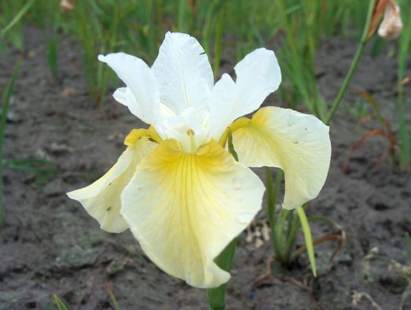 Iris sibirica Butter and Sugar