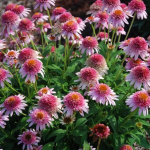 Echinacea Butterfly Kisses®