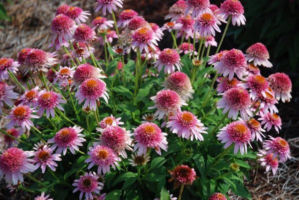 Echinacea Butterfly Kisses®
