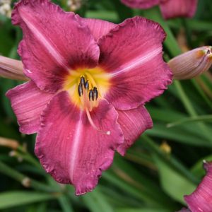 Hemerocallis Byzantine Emperor