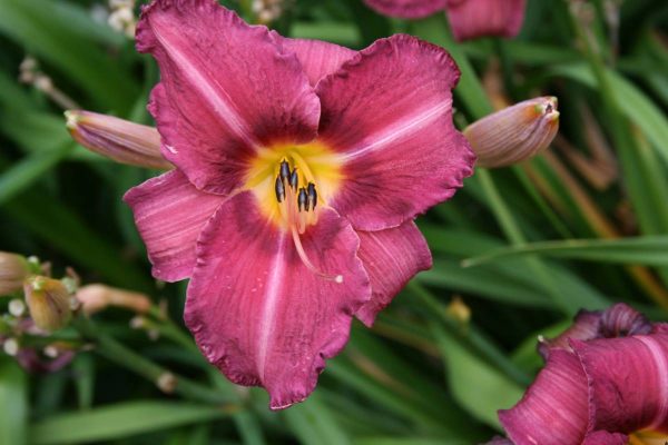 Hemerocallis Byzantine Emperor