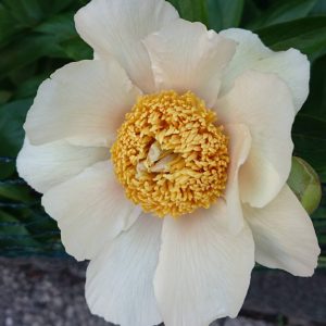 Paeonia  Claire de Lune