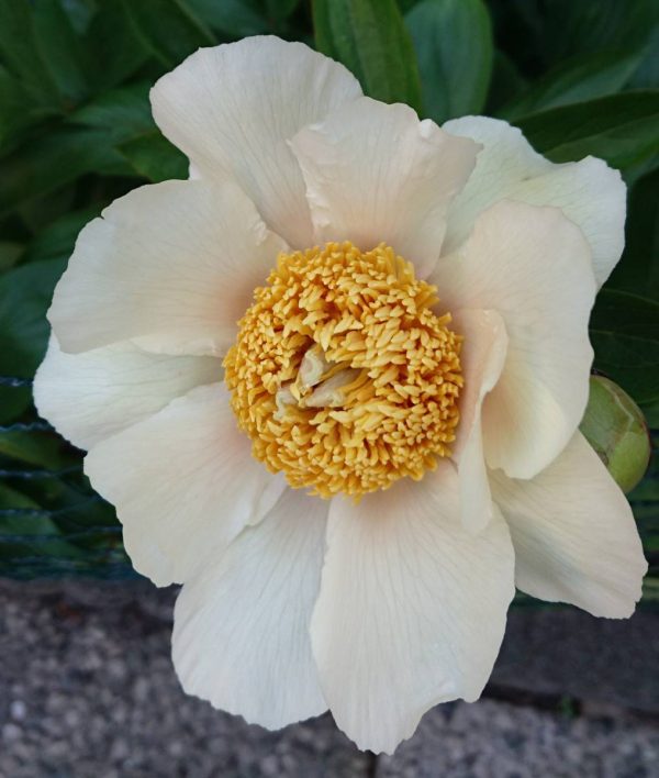 Paeonia  Claire de Lune