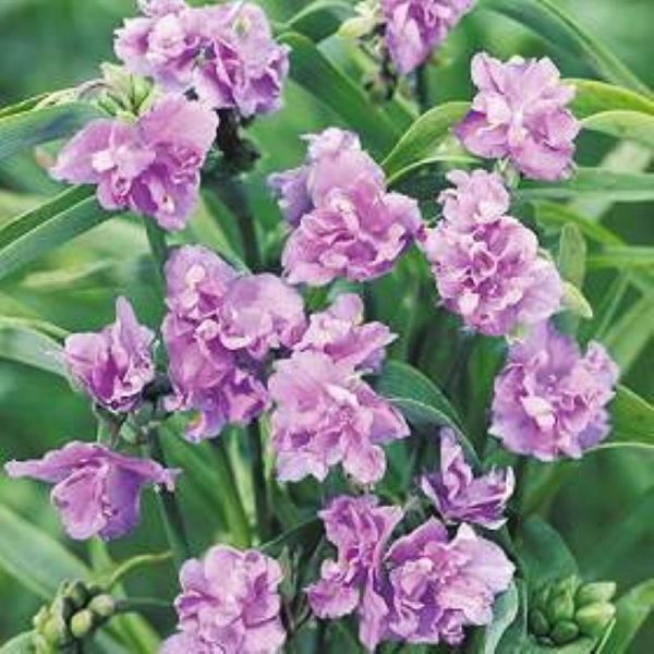 Tradescantia caerulea Plena