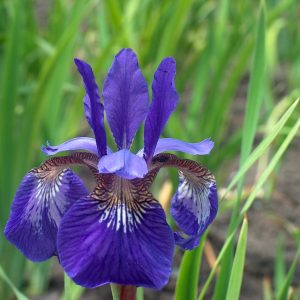 Iris sibirica Caesar's Brother