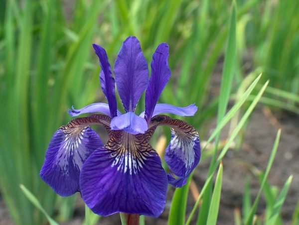 Iris sibirica Caesar's Brother