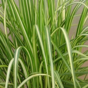 Calamagrostis Avalange