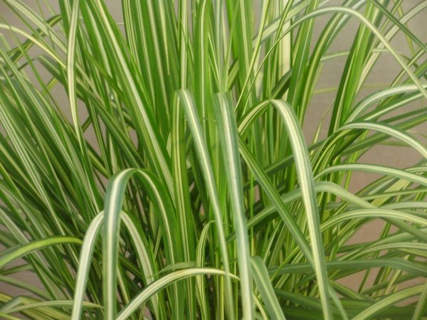 Calamagrostis Avalange