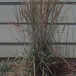 Calamagrostis Overdam