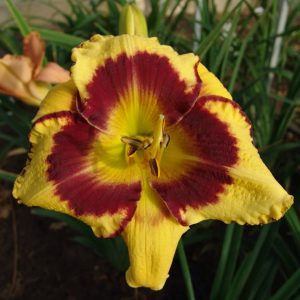 Hemerocallis Calico Jack