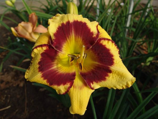 Hemerocallis Calico Jack