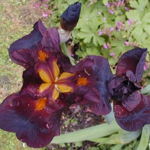 Iris Germanica Caliente