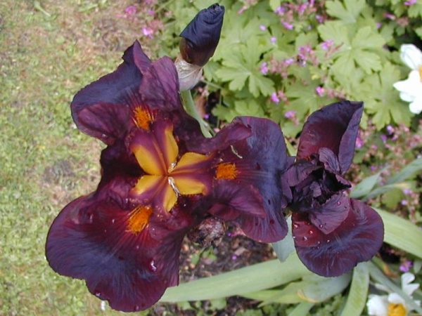Iris Germanica Caliente
