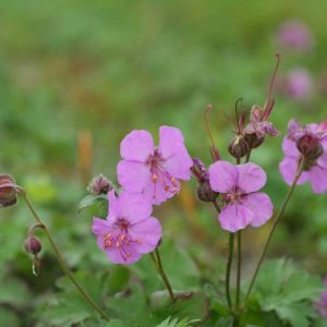 Geranium cantabrigiense Cambridge