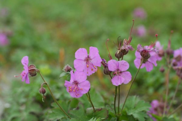 Geranium cantabrigiense Cambridge