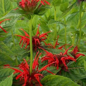 Monarda Cambridge Scarlet