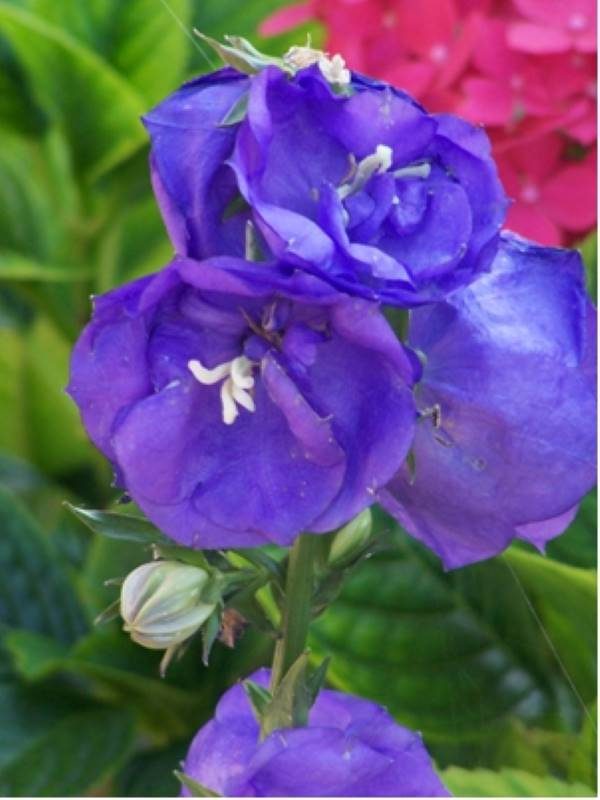 Campanula persicifolia Azure Beauty