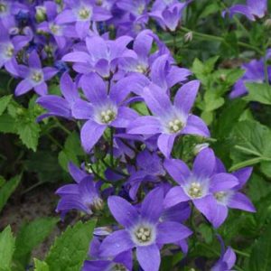 Campanula