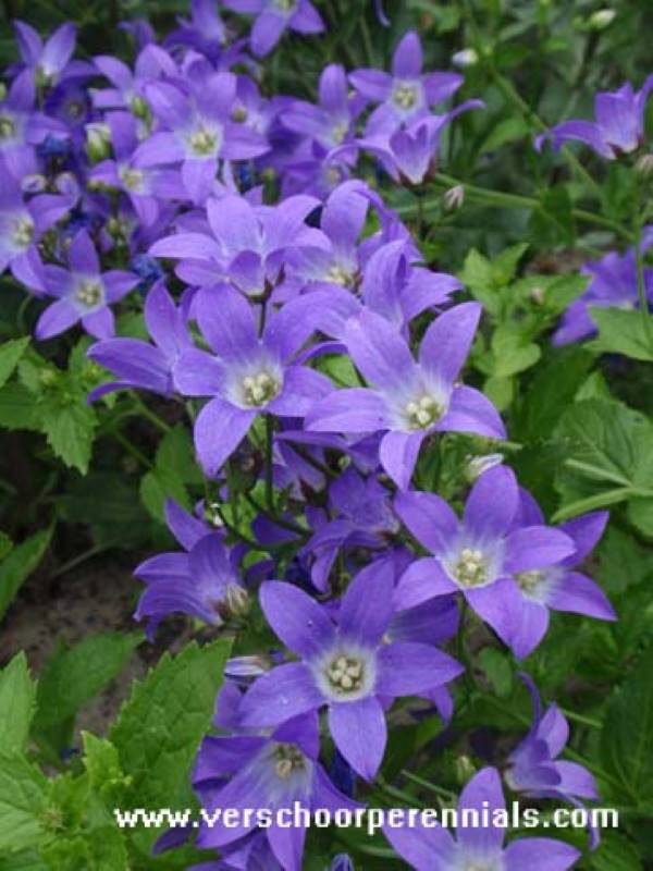 Campanula lactiflora Border Blues®