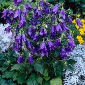 Campanula Kent Belle