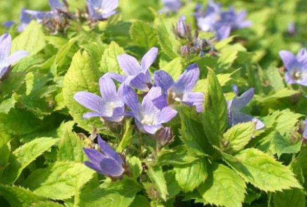 Campanula lactiflora Pouffe