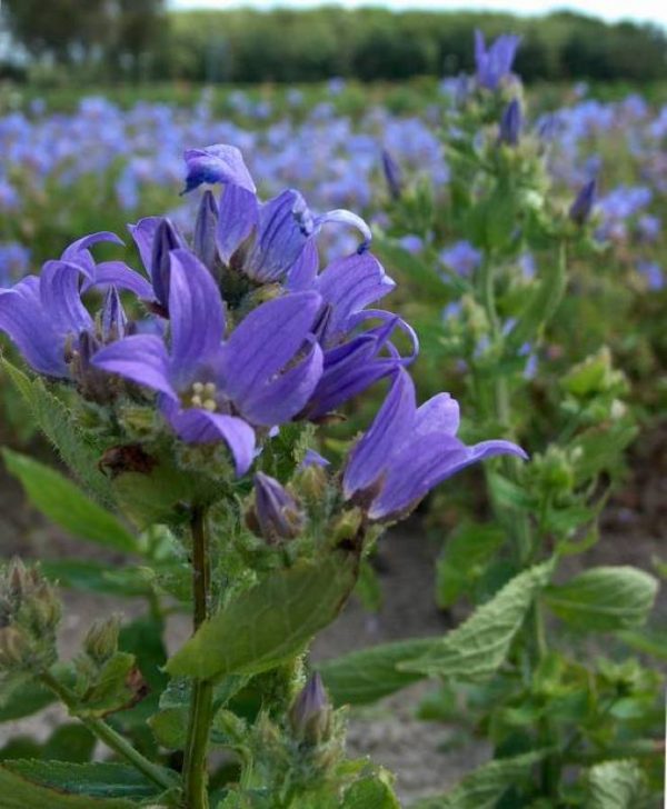 Campanula lactiflora Prichard's Var.