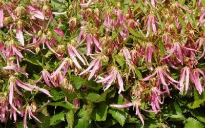 Campanula Punctata ‘Pink Octopus’®