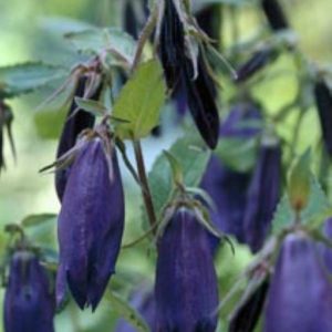 Campanula Purple Sensation