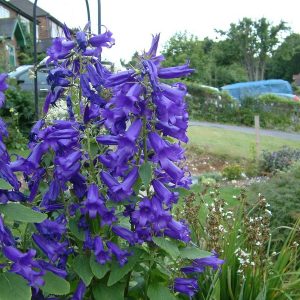 Campanula Royal Wedding® PBR