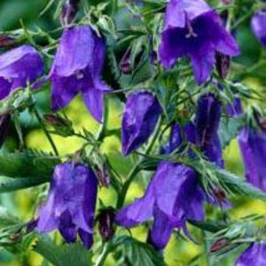Campanula Sarastro
