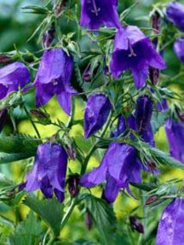 Campanula Sarastro