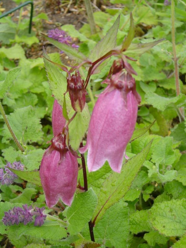 Campanula Wine n'Rubies