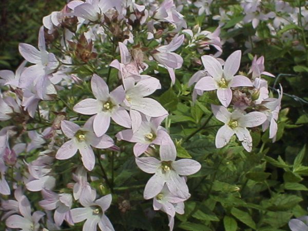 Campanula lactiflora Loddon Anne