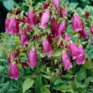 Campanula Cherry Bells