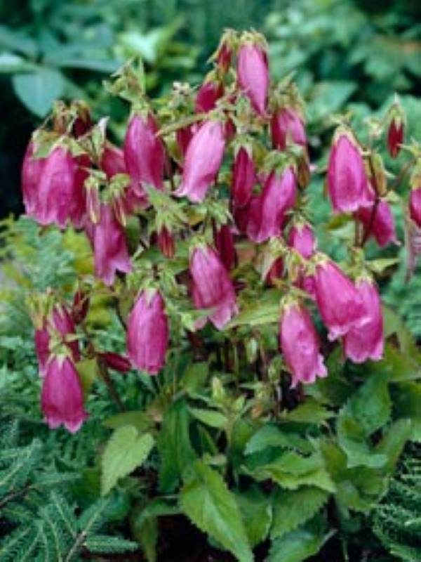 Campanula Cherry Bells