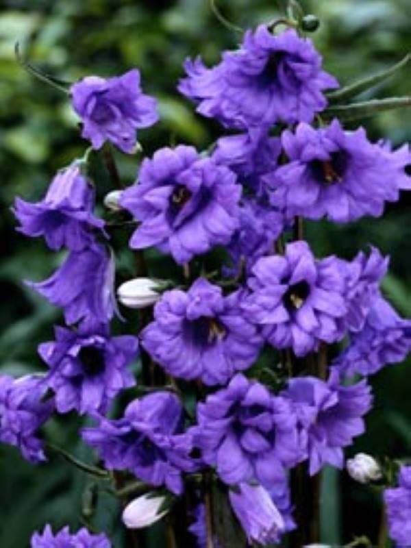 Campanula trachellium Bernice
