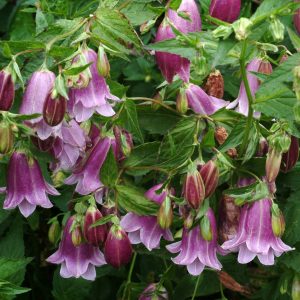 Campanula hybrids