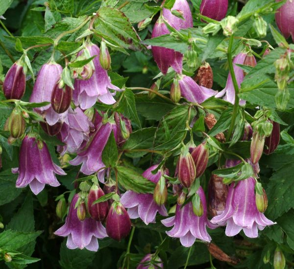 Campanula Pantaloons® PBR