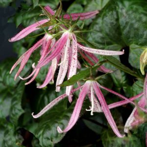 Campanula Pink Octopus