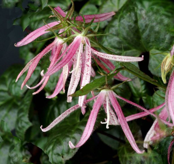 Campanula Pink Octopus
