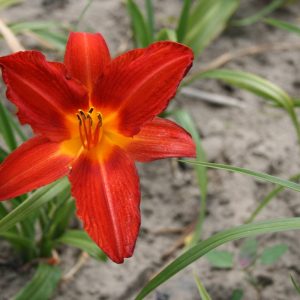 Hemerocallis Campfire Embers