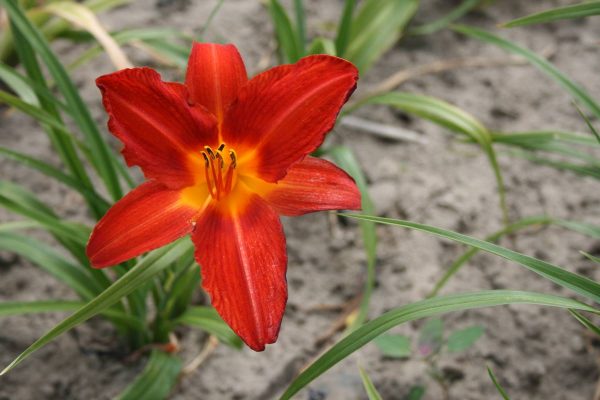 Hemerocallis Campfire Embers