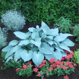 Hosta Canadian Blue